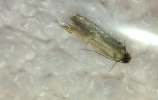 How to get rid of moths