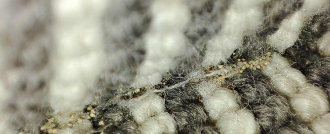 Why do moths eat clothes