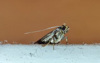What Attracts Clothes Moths