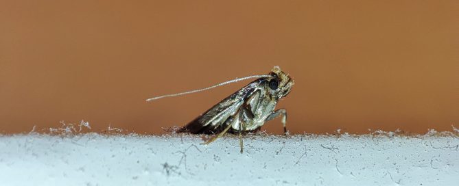 What Attracts Clothes Moths