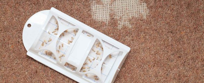 Where do moths come from in the house