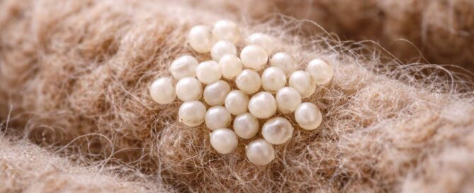 Moth Eggs