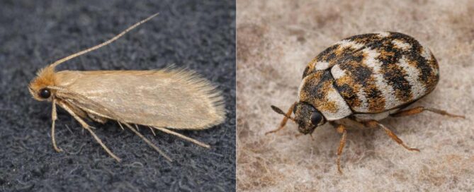 Differences Between Moths and Carpet Beetles