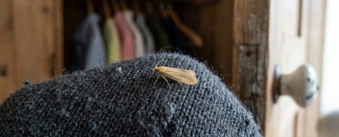 Moths Keep Appearing