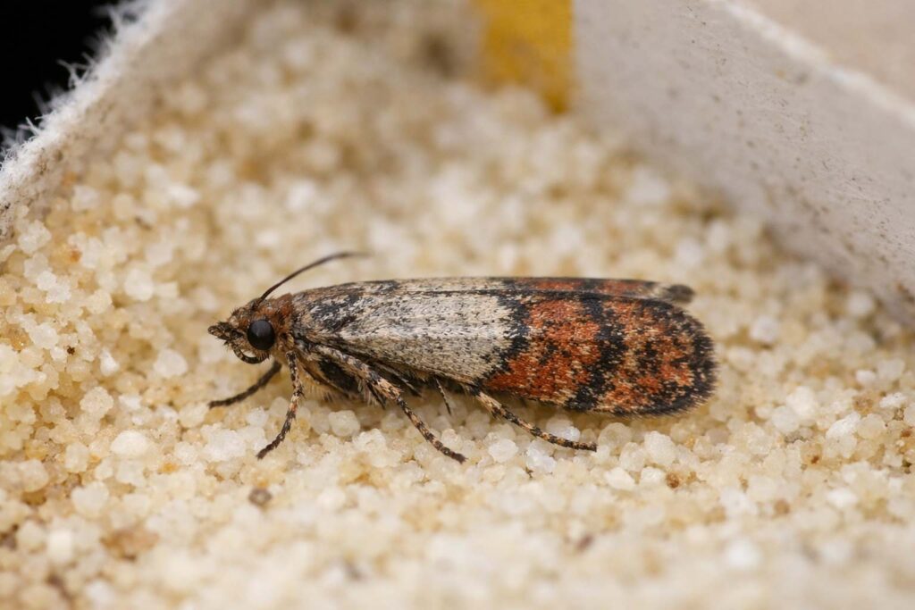Prevent Moths from Reappearing Prevent Moths from Reappearing