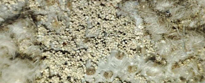 Feces of a moth larvae.